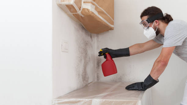 Professional Basement Mold Remediation technician working in Fountain, NC