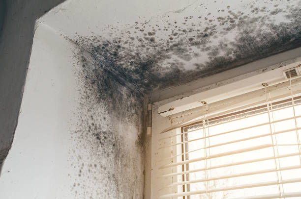 Affordable Basement Mold Remediation solutions in Fountain, NC