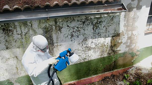 Top rated local Basement Mold Remediation specialists in Fountain, NC